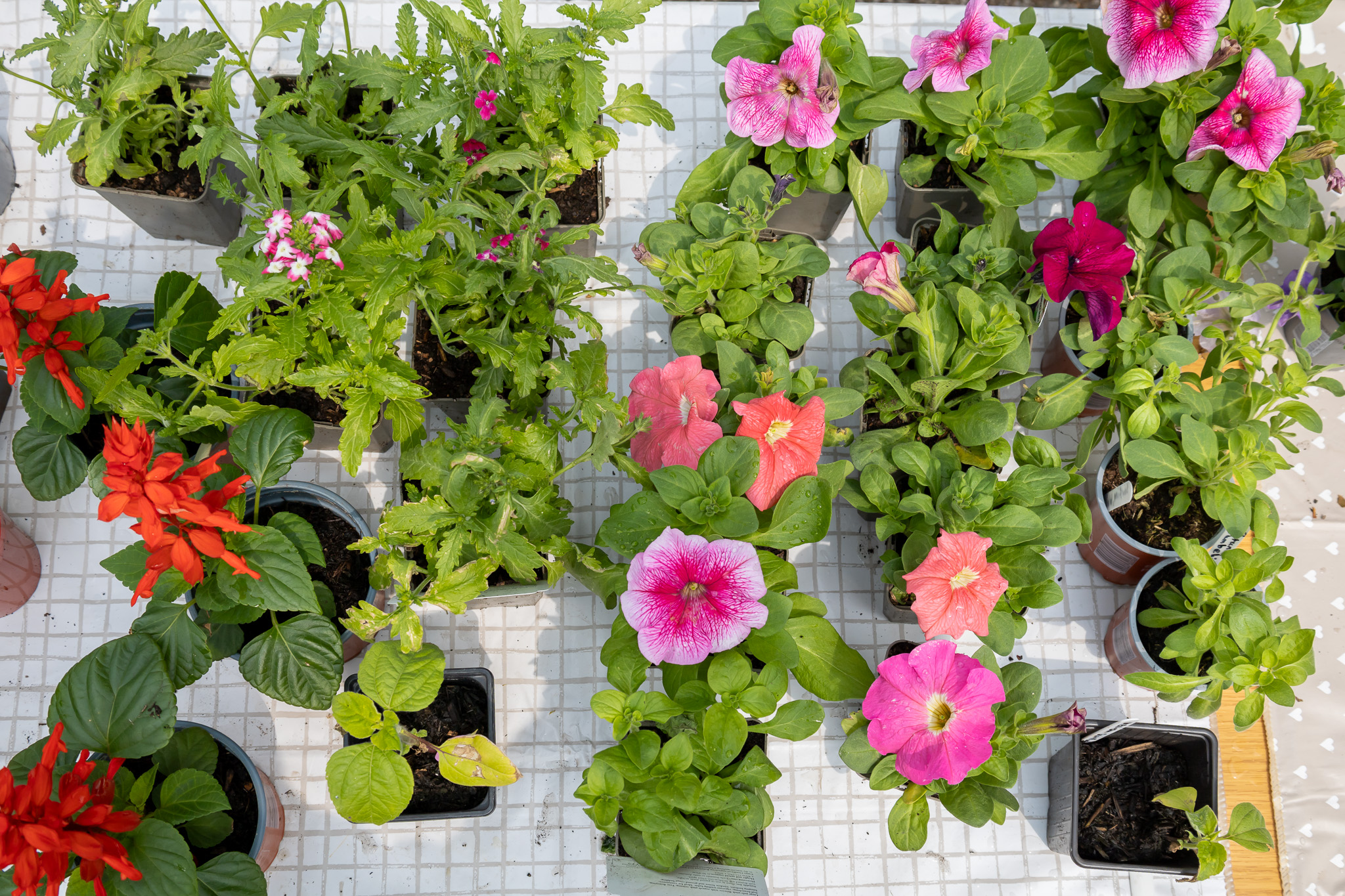 Plant Sale 2025
