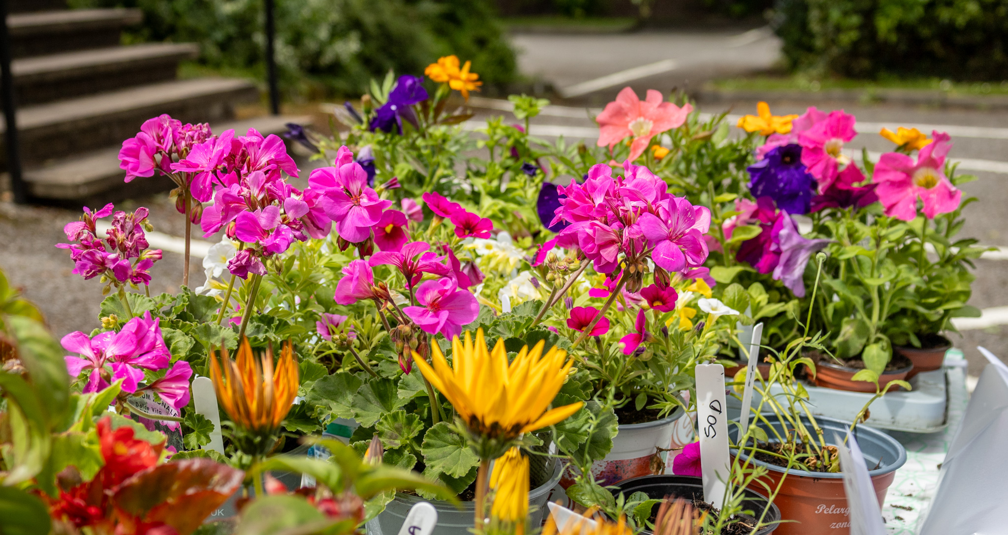Plant Sale June 2026